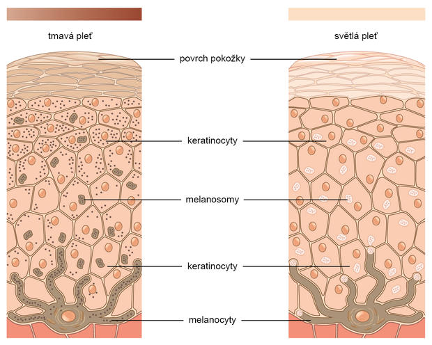 alt: Příčný řez lidskou pokožkou. V její spodní vrstvě se nacházejí melanocyty. Tyto buňky produkují tmavý pigment melanin, který je v malých váčcích (melanosomech) transportován do dalších pokožkových buněk (keratinocytů). Zdroj Wikimedia Commons, autor OpenStax College, http://cnx.org/content/col11496/1.6/. České popisky Jan Kolář, licence CC BY 3.0.