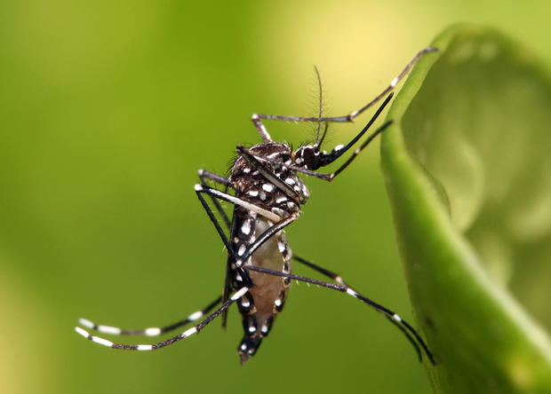 alt: Komár *Aedes aegypti* se vyskytuje v tropech a subtropech. Přenáší řadu virových onemocnění, mimo jiné horečku dengue nebo žlutou zimnici. Zdroj Wikimedia Commons, autor Muhammad Mahdi Karim (www.micro2macro.net), licence GFDL 1.2.