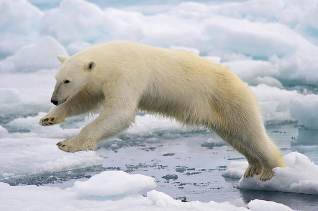 alt: Medvěd lední s oblibou loví na krách plujících v moři. Jeho hlavní potravou jsou tuleni. Zdroj Wikimedia Commons, autor Arturo de Frias Marques, licence CC BY-SA 4.0.