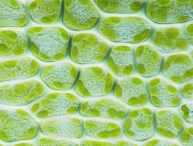 alt: Lístek mechu měříku se zelenými chloroplasty v buňkách. Jde o primární plastidy vzniklé procesem primární endosymbiózy, kdy eukaryotická buňka pohltila prokaryotickou buňku sinice. Primární plastidy jsou charakteristickým znakem superskupiny Archaeplastida. Foto Tomáš Macháček.