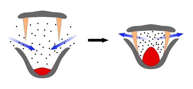 alt: Schéma filtrování krilu z vody pomocí kostic. Šedě jsou vyznačeny čelisti, oranžově kostice, červeně jazyk. Zdroj Wikimedia Commons, autor Martin-rnr, licence CC0.