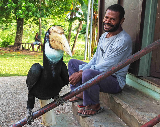 alt: Ochočený zoborožec neboli po papuánsku „kokomo“ je žijícím maskotem výzkumné stanice Binatang Research Center. Foto: Jaroslav Kukla.