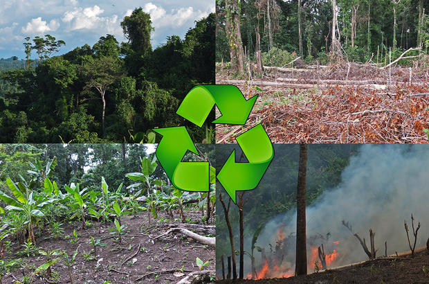 alt: Tradiční zemědělství na Papui-Nové Guineji se dá přirovnat k recyklaci. Malý kus pralesa se vykácí, vypálí, zkultivuje, následně opustí a nechá se opět zarůst. Foto: Jaroslav Kukla.