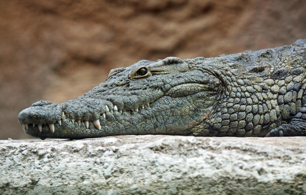 alt: Pohlaví krokodýlů neurčují chromozomy, ale teplota vajec při vývoji zárodku. Na snímku je krokodýl nilský. Zdroj Wikimedia Commons, autor Leigh Bedford, úpravy Jan Kolář, licence CC BY 2.0.