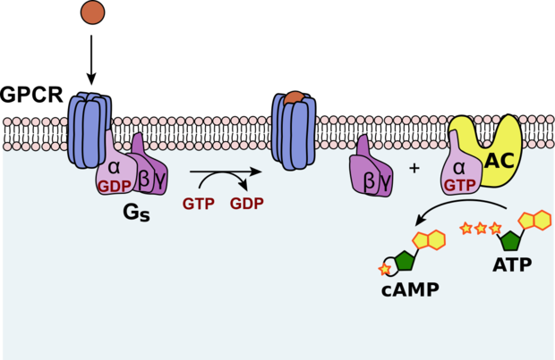 alt: Schéma interakcí mezi receptorem (označen GPCR), G-trimerickým proteinem (GS) a enzymem adenylylcyklázou (AC), který vyrábí „druhého posla“ cAMP. Zdroj Wikimedia Commons, autor Takanori Nakane, licence CC BY-SA 3.0.