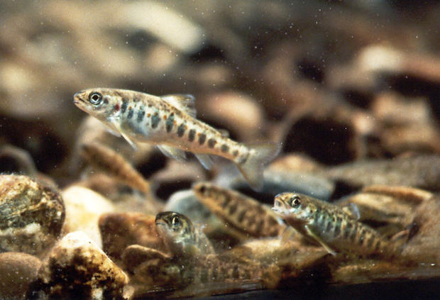 alt: Mladí jedinci lososa obecného žijí ve sladké vodě. Zdroj Wikimedia Commons / United States Fish and Wildlife Service, autor Peter Steenstra, volné dílo / Public Domain.