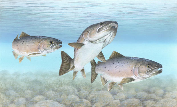 alt: Dospělé lososy obecné najdeme ve slané vodě, konkrétně v severních oblastech Atlantského oceánu a přilehlých mořích. Zdroj Wikimedia Commons / United States Fish and Wildlife Service, autor Timothy Knepp, volné dílo / Public Domain.