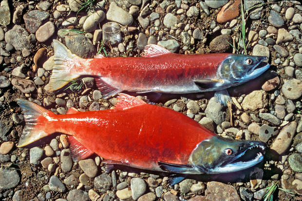 alt: Losos nerka v době tření. *Nahoře* samice, *dole* samec. Všimněte si barvy a u samce také tvaru těla i čelistí. Zdroj Wikimedia Commons / United States Fish and Wildlife Service, autor Dave Menke, volné dílo / Public Domain.