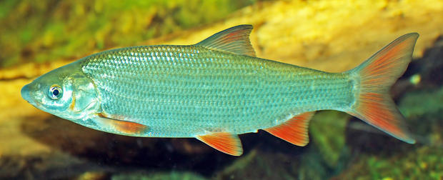 alt: Kaprovitá ryba ostroretka stěhovavá patří ke druhům, které putují za rozmnožováním na kratší vzdálenosti – a to výhradně ve sladkých vodách. Zdroj Wikimedia Commons, autor André Karwath, licence CC BY-SA 2.5.