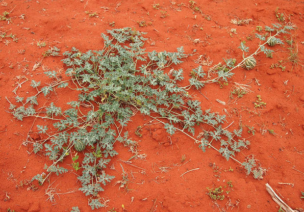 alt: Tykvovitá rostlina kolokvinta obecná (*Citrullus colocynthis*) dokáže přežít v poušti díky dužnatým kořenům, které slouží jako zásobárna vody. Zdroj Wikimedia Commons, autor Mark Marathon, licence CC BY-SA 3.0.