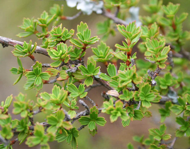 alt: Keř *Myrothamnus flabellifolius* roste v jižní a východní Africe na slunných skalnatých stanovištích. Vůči suchu je mimořádně odolný. Zdroj Wikimedia Commons, autor Androstachys, úpravy Jan Kolář, licence CC BY-SA 3.0.