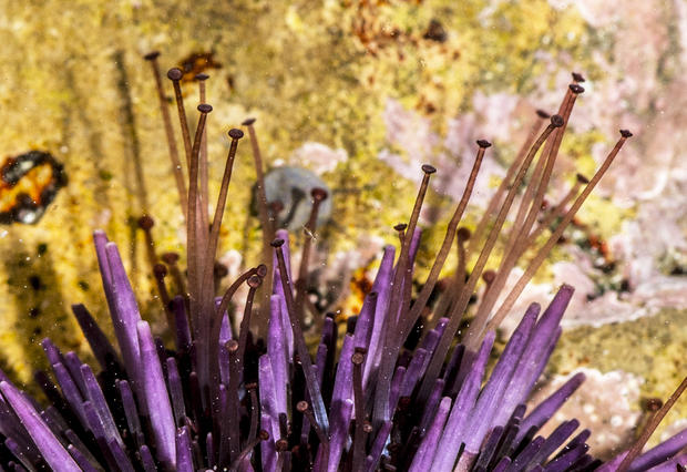 alt: Detailní záběr ježovky purpurové. Protáhlé hnědé útvary zakončené rozšířenými přísavkami jsou panožky. Kromě nich vidíte ještě fialové trny, které živočichovi slouží jako ochrana před predátory. Zdroj Wikimedia Commons, autor Jerry Kirkhart from Los Osos, Calif., úpravy Jan Kolář, licence CC BY 2.0.