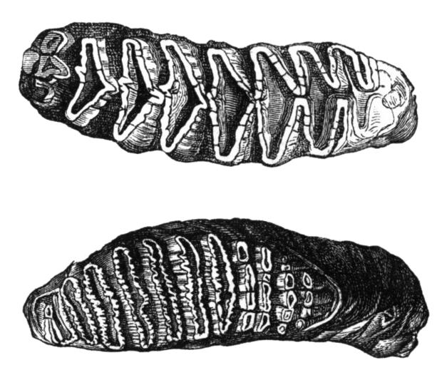 alt: Stoličky slona afrického (*nahoře*) a slona indického (*dole*) – pohled shora na korunku. Na kousací ploše zubů jsou vystouplé příčné lišty kryté tvrdou sklovinou. Zdroj Wikimedia Commons, autor Hubert Ludwig, volné dílo / Public Domain.