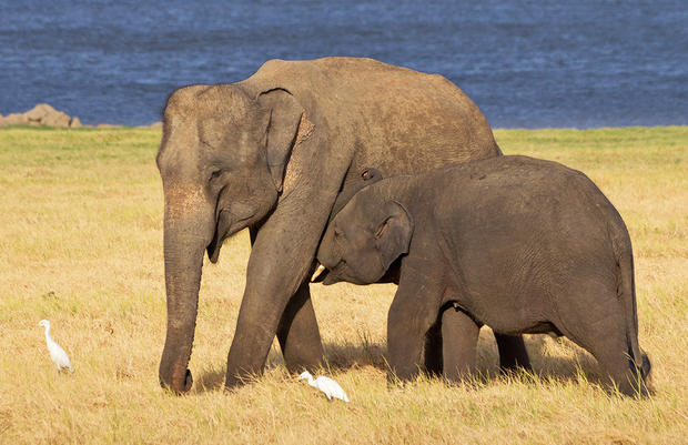 alt: Samice slona indického s mládětem. Všimněte si, že slonice nemá viditelné kly. Zdroj Wikimedia Commons, autor Carlos Delgado, úpravy Jan Kolář, licence CC BY-SA 4.0.
