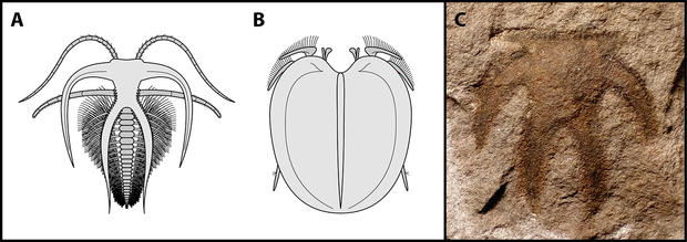 alt: Obr. 1. Marrellomorfní členovci. A) *Marrella splendens*, zástupce skupiny Marrellida. B) *Xylokorys chledophilia*, zástupce skupiny Acercostraca. C) *Furca bohemica*, ordovický marrellid z Čech. Autor: Lukáš Laibl; *Marrella* podle Whittington (1971), *Xylokorys* podle Legg (2016), *Furca* ze sbírek Paleontologického oddělení Národního muzea.