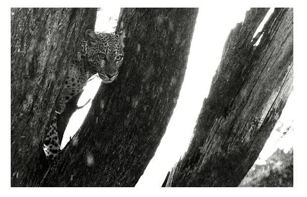 alt: Kouzlo černobílé fotografie pomáhá přetvářet myšlení o Africe. Vzácný snímek levharta vznikl během expedice Fotografické návraty. Foto: Jan Svatoš.
