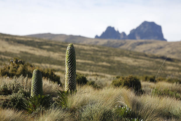 alt: Hora Mount Kenya je sice až druhým nejvyšším vrcholem Afriky, její terén je však bezpochyby nejnáročnější. Ročně ji proto pokoří jen pár desítek lidí – na rozdíl od nejvyšší africké hory Kilimandžára, kterou ročně navštíví milion turistů. Foto: Jan Svatoš.