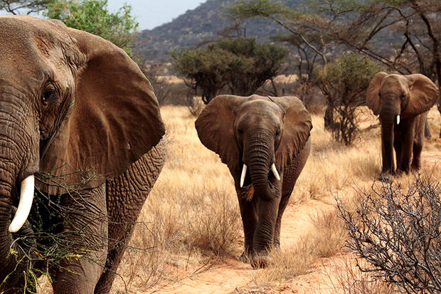 alt: Na odlehlém a nehostinném keňském severu žije poslední populace slonů, kteří jsou potomky slavného samce přezdívaného „král Ahmed“. Zde vidíte tyto slony při migraci do rezervace Samburu. Foto: Jan Svatoš.