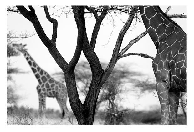 alt: Žirafa síťovaná se podobně jako vzácná zebra Grévyho vyskytuje pouze na malém území, především v severní části Keni. Foto: archiv Jana Svatoše.