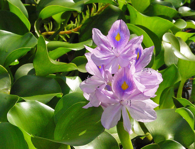 alt: Tokozelka vodní hyacint (*Eichhornia crassipes*) vypadá krásně, …