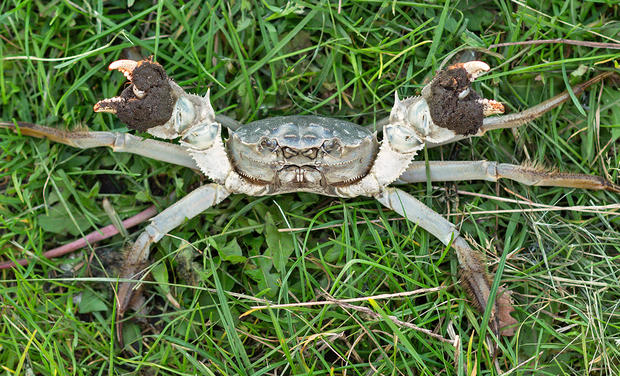 alt: Na seznamu druhů, jichž se nové nařízení týká, je i krab říční (*Eriocheir sinensis*). Pochází z východní Asie, ale od začátku 20. století se šíří evropskými řekami. Tento jedinec byl odchycen v Německu na břehu Labe. Zdroj Wikimedia Commons, autor Christian Fischer, úpravy Jan Kolář, licence CC BY-SA 3.0.