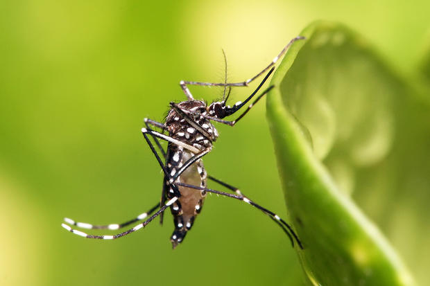 alt: Nejčastějším přenašečem ziky je komár tropický (*Aedes aegypti*). Zdroj Wikimedia Commons, autor Muhammad Mahdi Karim, licence GFDL 1.2.