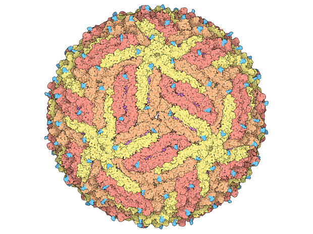 alt: Bílkovinný obal (kapsida) viru zika. Jednotlivé proteinové molekuly, které kapsidu tvoří, jsou vybarveny různými odstíny žluté a oranžové. Světle modře jsou cukerné řetězce připojené k proteinům. Zdroj Wikimedia Commons, autor David Goodwill, úpravy Jan Kolář, licence CC BY 4.0.