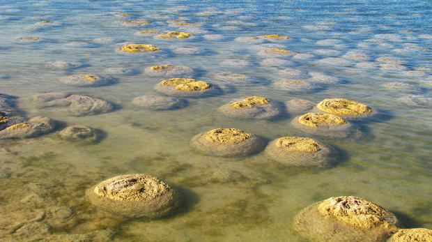 alt: Stromatolity vypadají jako obyčejné balvany – vznikly ovšem činností sinic a dalších mikroorganismů. Na snímku vidíte dnešní stromatolity z pobřeží Austrálie. Podobné útvary však známe i jako zkameněliny. Některé fosilní stromatolity jsou přes 3 miliardy let staré a patří k nejranějším dokladům života na Zemi. Zdroj Wikimedia Commons, autor C Eeckhout, úpravy Jan Kolář, licence CC BY 3.0.