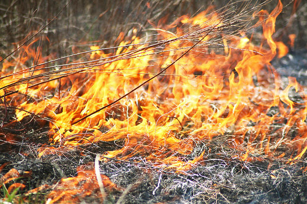 alt: Může se to zdát absurdní, ale řízené požáry pomáhají udržovat řadu cenných ekosystémů. Snímek pochází z americké přírodní rezervace Wayne National Forest. Zdroj Wikimedia Commons / Wayne National Forest, licence CC BY 2.0.