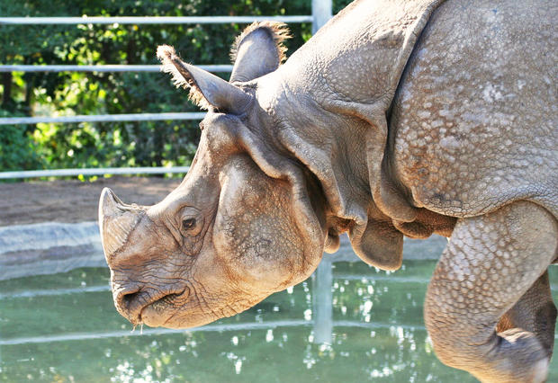 alt: Ilustrační foto: Nosorožec indický ze zoologické zahrady v San Diegu. Zdroj Wikimedia Commons, autor Sepht, úpravy Jan Kolář, licence CC BY 2.5.