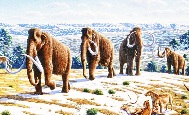 alt: Ilustrační obrázek: Mamuti druhu *Mammuthus primigenius* na stepi v severním Španělsku. Takhle možná vypadala zdejší krajina v době ledové. Nebo taky ne. Zdroj Wikimedia Commons, autor Mauricio Antón, úpravy Jan Kolář, licence CC BY 2.5.