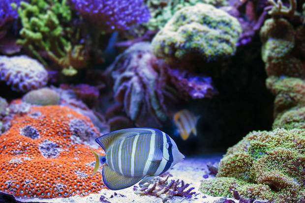 alt: Mořské akvárium, v popředí bodlok plachtonoš (*Zebrasoma veliferum*). Snímek ze Zoo Plzeň. Clona 3,5 – čas 1/80 – ISO 800.