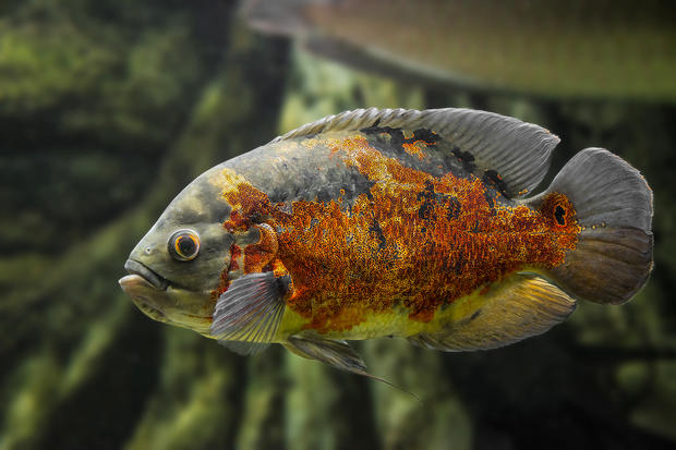 alt: Vrubozubec paví (*Astronotus ocellatus*), akvárium Střední rybářské školy Vodňany. Clona 6,3 – čas 1/80 – ISO 1250.