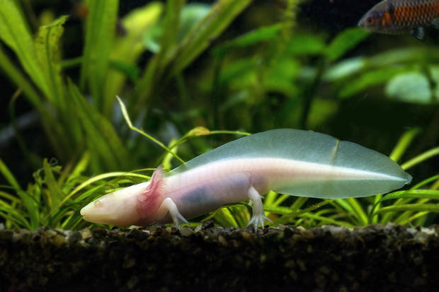 alt: Axolotl mexický (*Ambystoma mexicanum*), vlastní chov. Clona 5,6 – čas 1/80 – ISO 800.