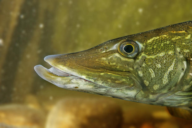 alt: Štika obecná (*Esox lucius*), Zoo Hluboká v Hluboké nad Vltavou. Clona 5,6 – čas 1/100 – ISO 640.