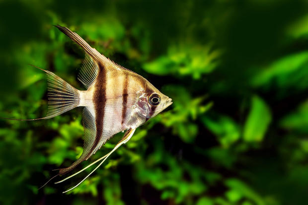 alt: Další snímek skaláry amazonské (*Pterophyllum scalare*) ze Zoo Hluboká v Hluboké nad Vltavou. Clona 6,3 – čas 1/125 – ISO 1000.