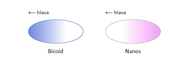 alt: Schematické znázornění hladin proteinů Bicoid a Nanos v raném embryu octomilky. Zdroj Wikimedia Commons, autor Cayte, úpravy Jan Kolář, licence CC SA 1.0.