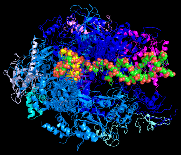 alt: Při transkripci se podle DNA (*červeno-zeleně*), která funguje jako předloha, vytváří řetězec mRNA (*červeno-žlutě*). Syntézu mRNA provádí enzym RNA polymeráza (*modře až fialově*). Zdroj Wikimedia Commons, autor Fdardel, úpravy Jan Kolář, licence CC BY-SA 3.0.