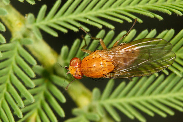alt: Octomilka obecná (*Drosophila melanogaster*) je oblíbeným pokusným organismem molekulárních biologů. Zdroj Wikimedia Commons, autor Fir0002/Flagstaffotos, úpravy Jan Kolář, licence CC BY-NC 3.0.