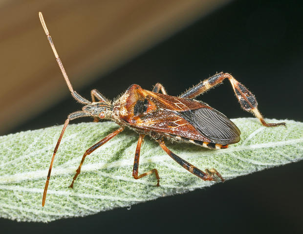 alt: Vroubenka americká (*Leptoglossus occidentalis*) fotografovaná ve Francii. Zdroj Wikimedia Commons, autor Didier Descouens, licence CC BY-SA 4.0.