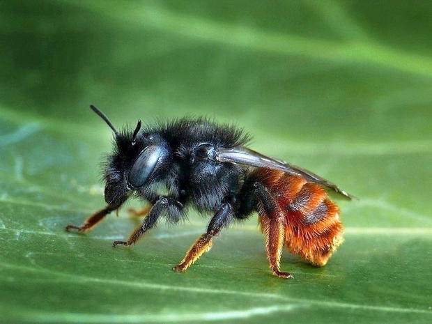alt: Včela zednice dvoubarvá (*Neosmia bicolor*). Zdroj Wikimedia Commons / BioLib.cz, autor František Šaržík, úpravy Jan Kolář, licence CC BY 3.0.