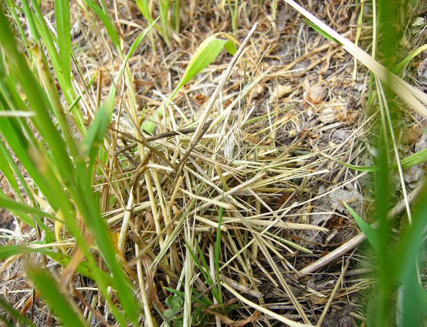alt: Stébla trávy nejspíš maskují ulitu, kterou si zednice dvoubarvá vybrala jako hnízdo pro své larvy. Foto tazatelka.