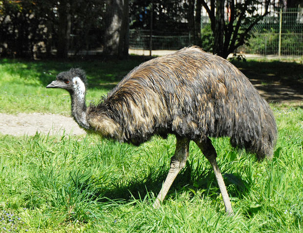alt: Dospělý emu hnědý z pařížské zoo. Zdroj Wikimedia Commons, autor Camille Gévaudan, úpravy Jan Kolář, licence CC BY-SA 3.0.