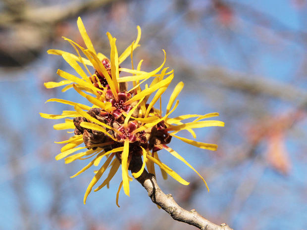 alt: Okruh „Zimní krása rostlin“ zahrnuje mimo jiné vilíny – asijské a severoamerické dřeviny, které mohou kvést i uprostřed zimy. Na snímku vidíte květy vilínu měkkého. Foto Magdalena Schafferová.