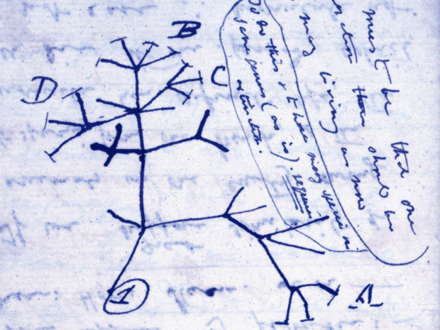 alt: Ilustrační obrázek: První náčrt „evolučního stromu“ ze zápisníku Charlese Darwina. Zdroj Wikimedia Commons, volné dílo / Public Domain.