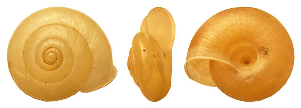alt: Ulita žihlobytky stinné (*Urticicola umbrosus*). Na snímku *vpravo* je uprostřed ulity dobře vidět široce otevřená píštěl. Foto Dagmar Říhová.