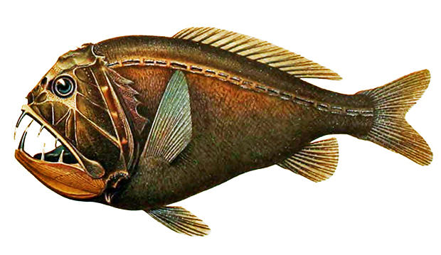 alt: Ilustrační obrázek: Hlubokomořská ryba zubatice obecná (*Anoplogaster cornuta*). Zdroj Wikimedia Commons, autor Emma Kissling, volné dílo / Public Domain.