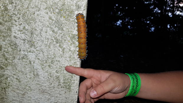 alt: Martináč hrušňový (Saturnia pyri). Oranžová barva znamená, že kuklení se blíží. 