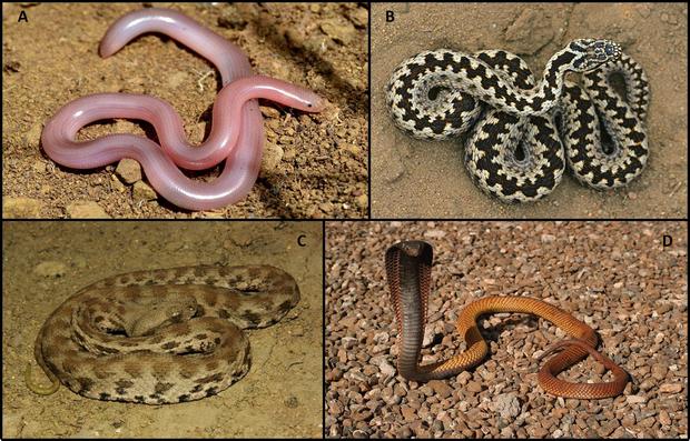 alt: A) slepák nažloutlý (Xerotyphlops vermicularis), B) zmije obecná (Vipera berus), C) zmije levantská (Macrovipera lebetina), D) kobra egyptská (Naja haje) zdroje: A) http://biodiversity-georgia.net, B) https://www.pinterest.se, C) https://de.wikipedia.org/, D) http://www.macrografie.nl/