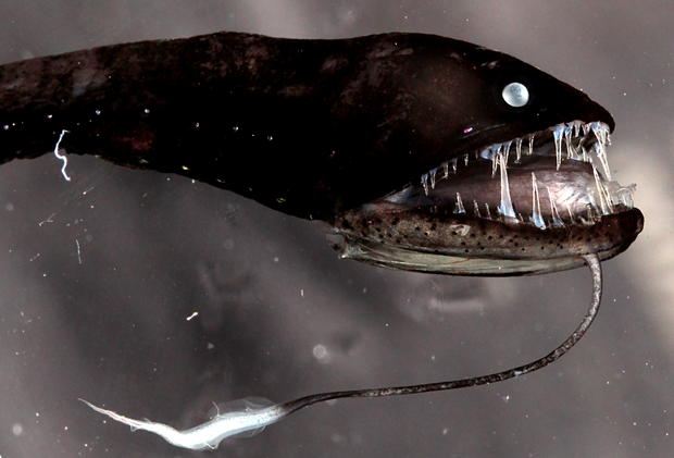 alt: Pásovka štíhlá (Idiacanthus fasciola) s bioluminiscentním orgánem na bradovém vousu. Foto: Zuzana Musilová